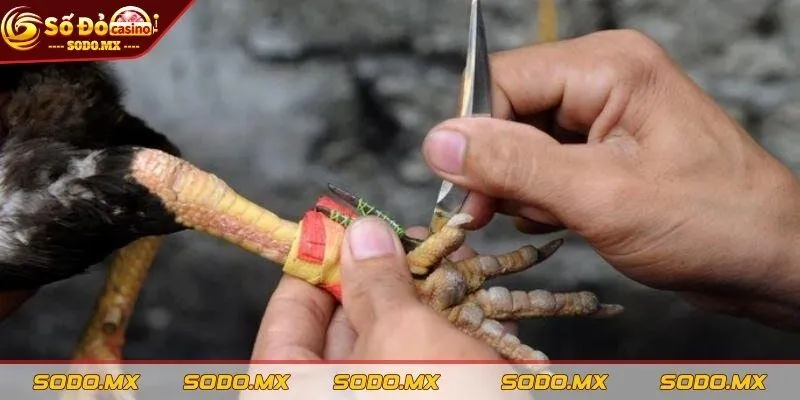 5 bước trong cách băng cựa gà đúng kỹ thuật